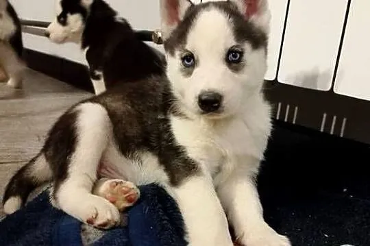 Piesek Syberian Husky, Wielkopolskie, Leszno