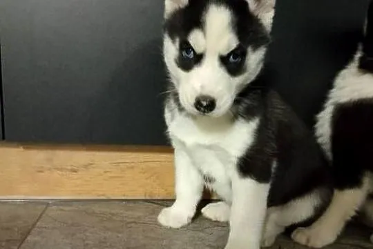 Piesek Syberian Husky, Wielkopolskie, Leszno
