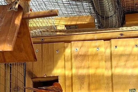Sprzedam nadwyżkę hodowlaną kanarków żeby tego roku  jak również zeszłorocz, Lubuskie, Gorzów Wielkopolski