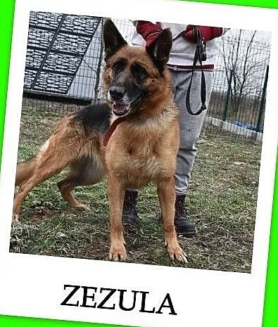 Duża suczka,mix owczarka niem,kontaktowa,mądra,strylizowana.ZEZULA.Adopcja., Małopolskie, Kraków