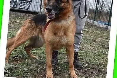 Duża suczka,mix owczarka niem,kontaktowa,mądra,strylizowana.ZEZULA.Adopcja., Małopolskie, Kraków