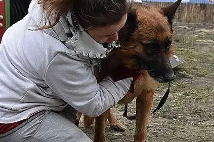 Duża suczka,mix owczarka niem,kontaktowa,mądra,strylizowana.ZEZULA.Adopcja., Małopolskie, Kraków