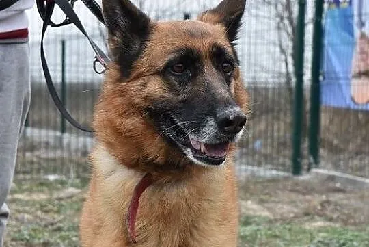 Duża suczka,mix owczarka niem,kontaktowa,mądra,strylizowana.ZEZULA.Adopcja., Małopolskie, Kraków