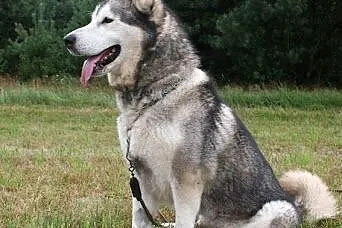 LUKA - przyjacielska suczka w typie alaskan malamu