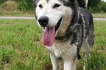 LUKA - przyjacielska suczka w typie alaskan malamu