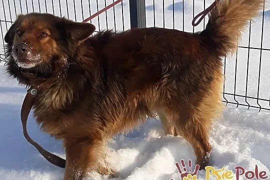 CZAMBEREK-prześliczny czekoladowy psiak szuka domu, Kraków