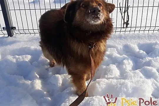 CZAMBEREK-prześliczny czekoladowy psiak szuka domu, Kraków