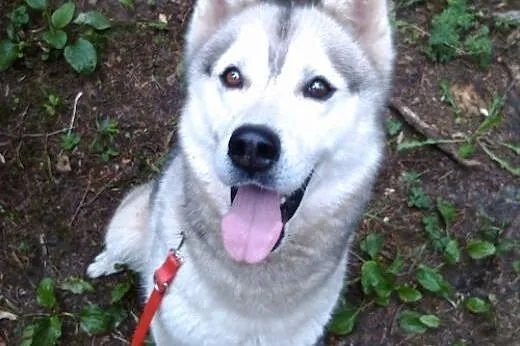 Agis - wesoły psiak husky czeka na adopcję,  małopolskie Kraków