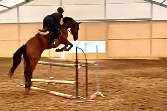 Wałach do ambitnej rekreacji /małego sportu, Biesiekierz