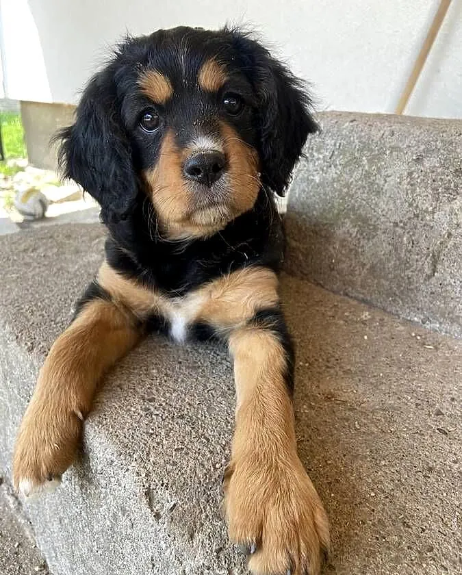 Piękne suczki-cavalier king charles spaniel, Podkarpackie, Zarzecze
