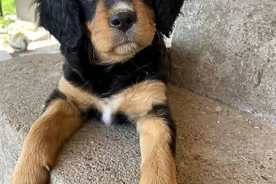 Piękne suczki-cavalier king charles spaniel, Podkarpackie, Zarzecze