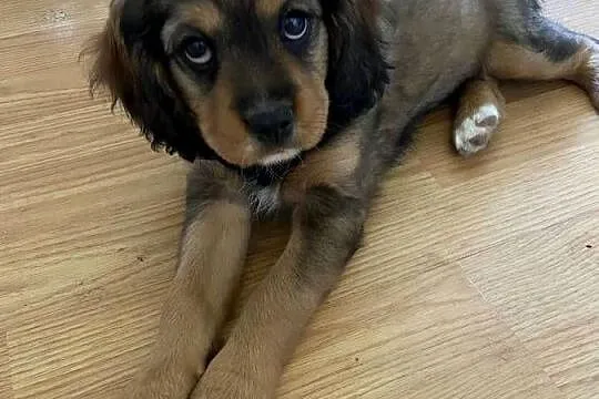Piękne suczki-cavalier king charles spaniel, Podkarpackie, Zarzecze