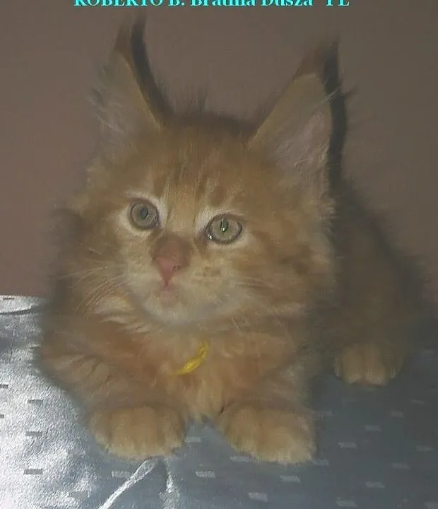 Mamy dostępne kocięta miot
