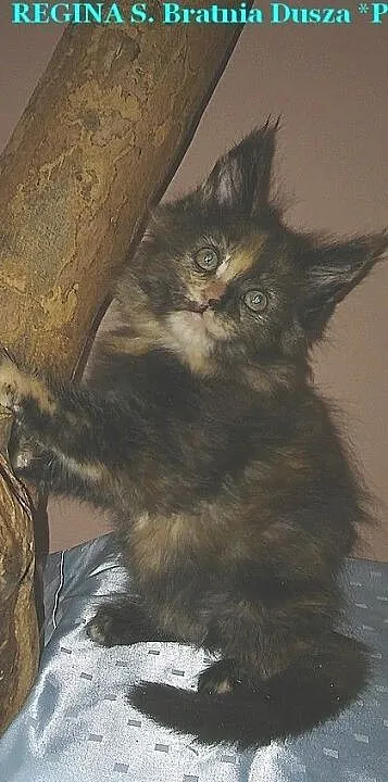 Mamy dostępne kocięta miot
