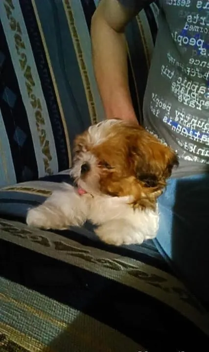 Shih Tzu 3miesiące