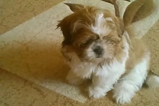 Shih Tzu 3miesiące