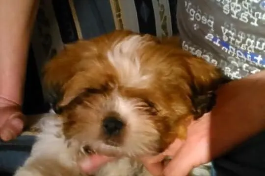 Shih Tzu 3miesiące