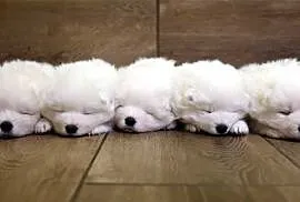 Samoyed szczenięta ZKwP