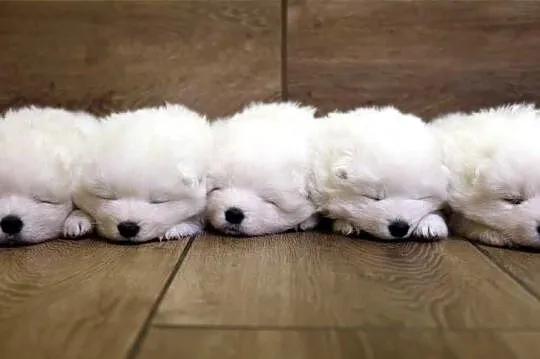 Samoyed szczenięta ZKwP
