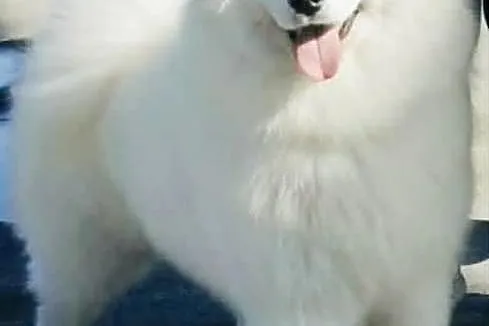 Samoyed szczenięta ZKwP, Zachodniopomorskie, Kobylanka