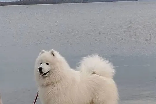 Samoyed szczenięta ZKwP, Zachodniopomorskie, Kobylanka