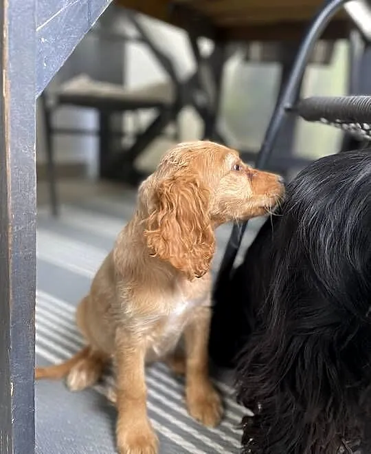 Cocker spaniel Bezowa sunia, Lubelskie, Leśniczówka