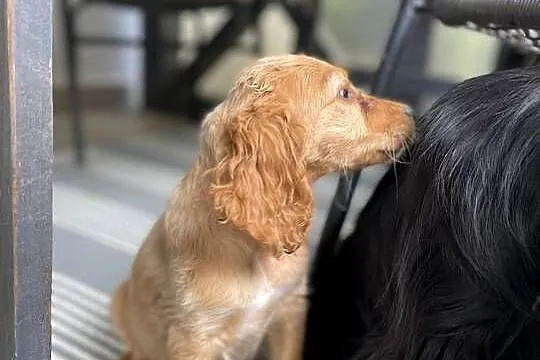 Cocker spaniel Bezowa sunia, Lubelskie, Leśniczówka