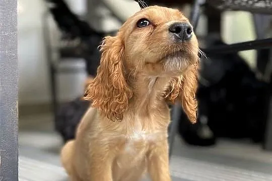 Cocker spaniel Bezowa sunia, Lubelskie, Leśniczówka