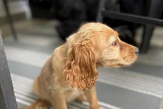 Cocker spaniel Bezowa sunia, Lubelskie, Leśniczówka