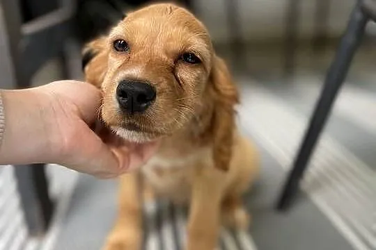 Cocker spaniel Bezowa sunia, Lubelskie, Leśniczówka