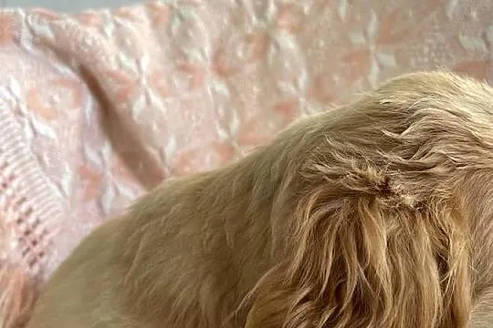 Cocker spaniel Bezowa sunia, Lubelskie, Leśniczówka