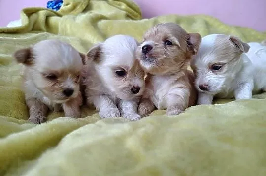 Zapraszam do rezerwacji maluszków Golddust Yorkshire terrier, Małopolskie, Bochnia