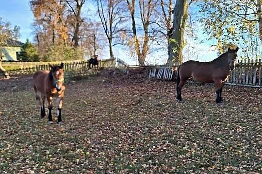 SPRZEDAM KONIE! CENY W OPISIE, Lubelskie, Radzyń Podlaski