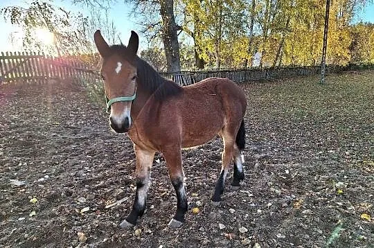SPRZEDAM KONIE! CENY W OPISIE, Lubelskie, Radzyń Podlaski