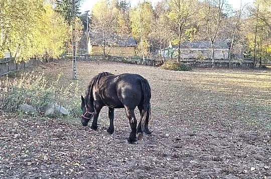 SPRZEDAM KONIE! CENY W OPISIE, Lubelskie, Radzyń Podlaski