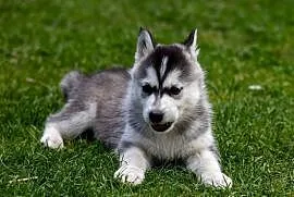 Piękna Sunia jasno-szara Siberian Husky szczenię rodowód