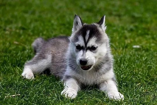 Piękna Sunia jasno-szara Siberian Husky szczenię rodowód