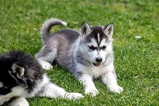Piękna Sunia jasno-szara Siberian Husky szczenię rodowód, Podkarpackie, Wola Zarczycka