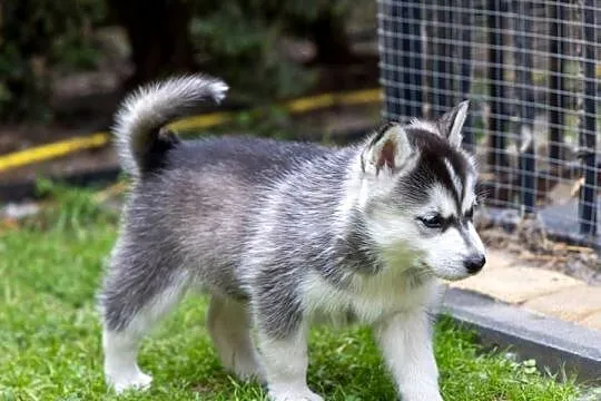 Piękna Sunia jasno-szara Siberian Husky szczenię rodowód, Podkarpackie, Wola Zarczycka