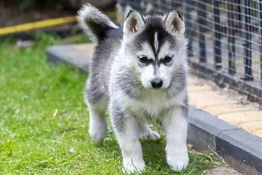 Piękna Sunia jasno-szara Siberian Husky szczenię rodowód, Podkarpackie, Wola Zarczycka