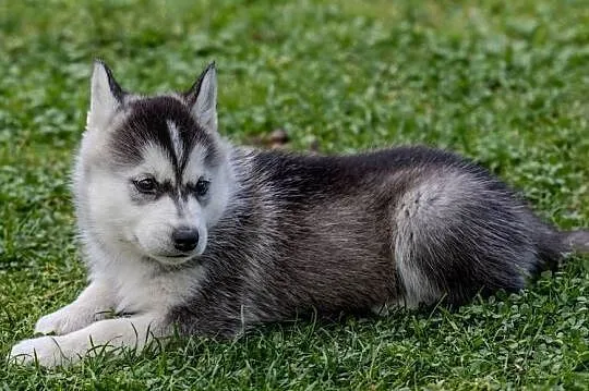 Piękna Sunia jasno-szara Siberian Husky szczenię rodowód, Podkarpackie, Wola Zarczycka