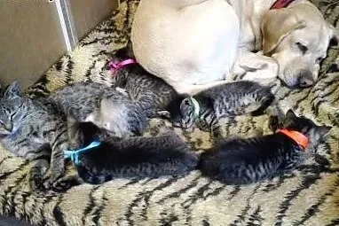 Kociaczki czekają na kochające rodziny!,  mazowiec