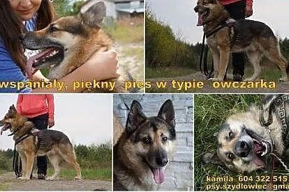 Czarek - wspaniały , piękny pies w typie owczarka 
