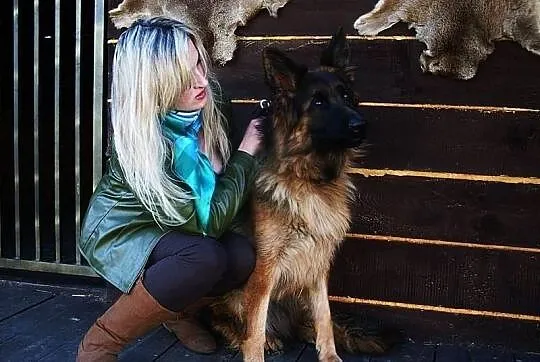 Elitarna Suczka Owczarek Niemiecki, Owczarki Niemi