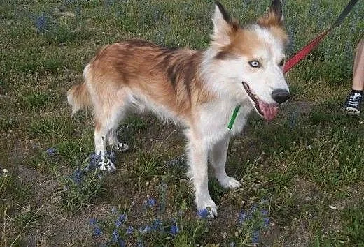 Aron, wyjątkowy mix husky/collie PRZEPIĘKNY, łagod
