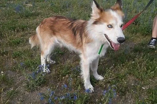 Aron, wyjątkowy mix husky/collie PRZEPIĘKNY, łagod