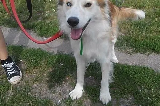 Aron, wyjątkowy mix husky/collie PRZEPIĘKNY, łagod
