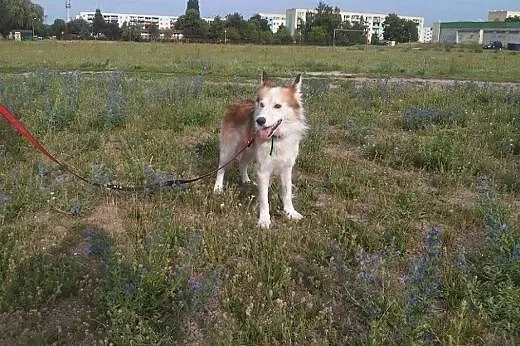 Aron, wyjątkowy mix husky/collie PRZEPIĘKNY, łagod