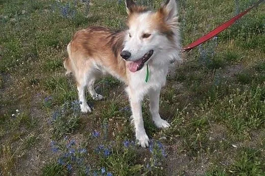 Aron, wyjątkowy mix husky/collie PRZEPIĘKNY, łagod