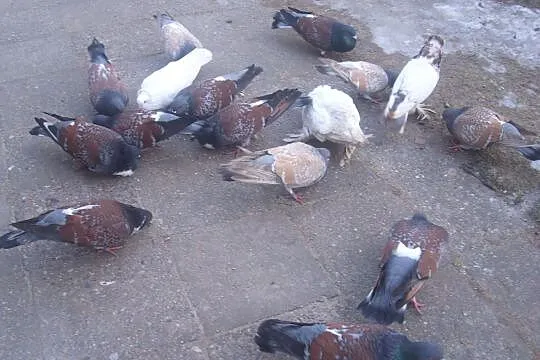 Gołębie koszua, Tarczyn